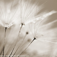 Buy canvas prints of Sepia Dandelion Clock with Water Droplets by Natalie Kinnear