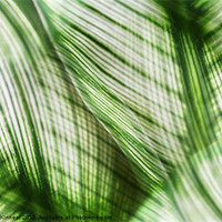 Buy canvas prints of Nature Leaves Abstract in Green by Natalie Kinnear