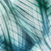 Buy canvas prints of Nature Leaves Abstract in Turquoise and Jade by Natalie Kinnear