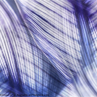 Buy canvas prints of Nature Leaves Abstract in Blue and Purple by Natalie Kinnear
