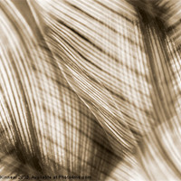 Buy canvas prints of Nature Leaves Abstract in Sepia by Natalie Kinnear