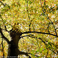 Buy canvas prints of Sunlit Autumn Tree by Natalie Kinnear