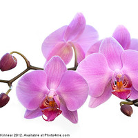 Buy canvas prints of Orchid Flowers - Pink by Natalie Kinnear