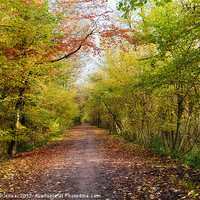 Buy canvas prints of Pathway through Sunlit Autumn Woodland Trees by Natalie Kinnear
