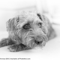 Buy canvas prints of Cute Pup on Watch by Natalie Kinnear