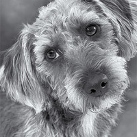 Buy canvas prints of Cute Pup in Black and White by Natalie Kinnear