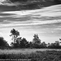 Buy canvas prints of Ashdown Forest in Black and White by Natalie Kinnear