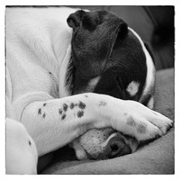 Buy canvas prints of Jack Russell Terrier Dog Asleep in Cute Pose by Natalie Kinnear