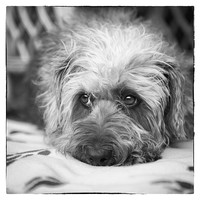 Buy canvas prints of Cute Scruffy Pup in Black and White by Natalie Kinnear