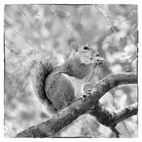 Buy canvas prints of Squirrel in a Tree - Black and White by Natalie Kinnear