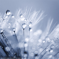 Buy canvas prints of Dandelion Seed with Water Droplets in Blue by Natalie Kinnear