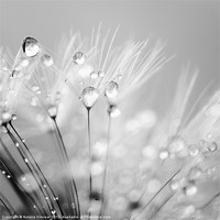 Buy canvas prints of Dandelion Seed with Water Droplets in Black and Wh by Natalie Kinnear