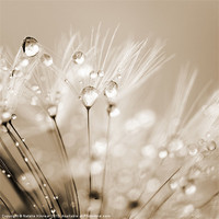 Buy canvas prints of Dandelion Seed with Water Droplets in Sepia by Natalie Kinnear