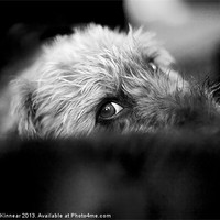 Buy canvas prints of Cute Pup Sneek A Peek by Natalie Kinnear