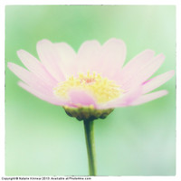 Buy canvas prints of Artistic Pink Flower by Natalie Kinnear