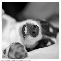 Buy canvas prints of Cute Sleeping Jack Russell Terrier - Black and Whi by Natalie Kinnear