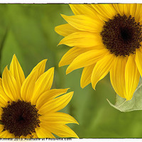 Buy canvas prints of Sunflowers by Natalie Kinnear