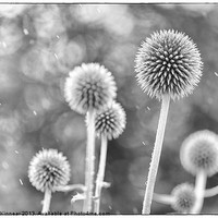 Buy canvas prints of Plants in the Rain - Black and White by Natalie Kinnear