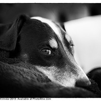 Buy canvas prints of Jack Russell Terrier Portrait in Black and White by Natalie Kinnear