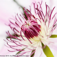 Buy canvas prints of Pink Clematis Close Up - Dreamy by Natalie Kinnear
