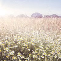 Buy canvas prints of Sunshine over the Fields by Natalie Kinnear