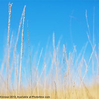 Buy canvas prints of Golden Grasses on a Sunny Day by Natalie Kinnear