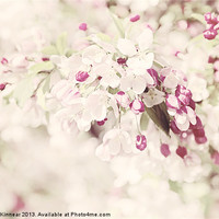 Buy canvas prints of Dreaming of Spingtime Blossom by Natalie Kinnear