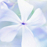 Buy canvas prints of Floral in Pastel Tones of Blue by Natalie Kinnear