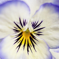 Buy canvas prints of Pretty Pansy Close Up by Natalie Kinnear