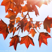 Buy canvas prints of Sunlight on Red Leaves by Natalie Kinnear