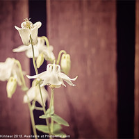 Buy canvas prints of White Flowers against Dark Wooden Fence by Natalie Kinnear