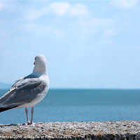 Buy canvas prints of Seagull Looking Out to Sea by Natalie Kinnear