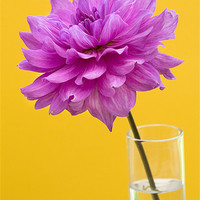 Buy canvas prints of Pink Dahlia in a Vase with Yellow Orange Backgroun by Natalie Kinnear