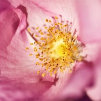 Buy canvas prints of Pink Rose Flower Photographic Close Up by Natalie Kinnear