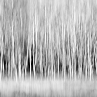Buy canvas prints of Forest Trees Abstract in Sepia by Natalie Kinnear