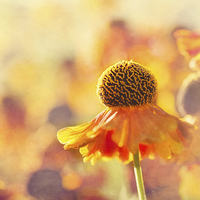 Buy canvas prints of Sunlit Helenium Flowers with Texture Effect by Natalie Kinnear