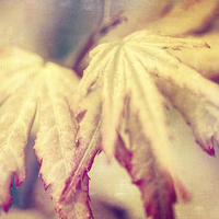 Buy canvas prints of Japanese Maple Leaves with Texture Effect by Natalie Kinnear