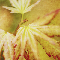 Buy canvas prints of Japanese Maple Leaves Autumn Colors Texture Effect by Natalie Kinnear