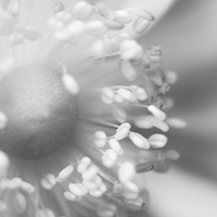 Buy canvas prints of Close Up Floral Beauty in Black and White by Natalie Kinnear