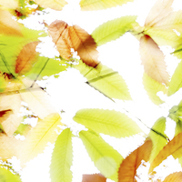 Buy canvas prints of Leaves Splash Abstract 3 by Natalie Kinnear