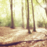 Buy canvas prints of Enchanted Woodlands by Natalie Kinnear