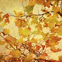 Buy canvas prints of Autumn Leaves with Texture Effect by Natalie Kinnear