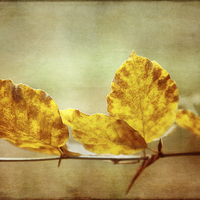 Buy canvas prints of Textured Autumn Leaves Photographic Art by Natalie Kinnear