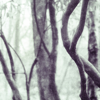 Buy canvas prints of Woodland Photographic Artwork by Natalie Kinnear