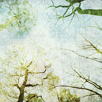 Buy canvas prints of Trees Up High Abstract Photographic Art by Natalie Kinnear