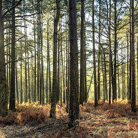 Buy canvas prints of Sunlit Trees on the Ashdown Forest - Natalie Kinne by Natalie Kinnear