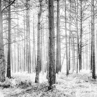 Buy canvas prints of Mystical Forest Trees in Black and White by Natalie Kinnear