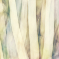 Buy canvas prints of Pastel Forest Wild Grasses Photographic Abstract by Natalie Kinnear