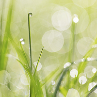 Buy canvas prints of Dewdrops on the Sunlit Grass by Natalie Kinnear