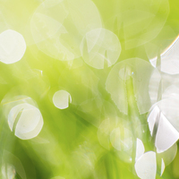 Buy canvas prints of Green Abstract - Dewdrops in the Sunlit Grass 2 -  by Natalie Kinnear
